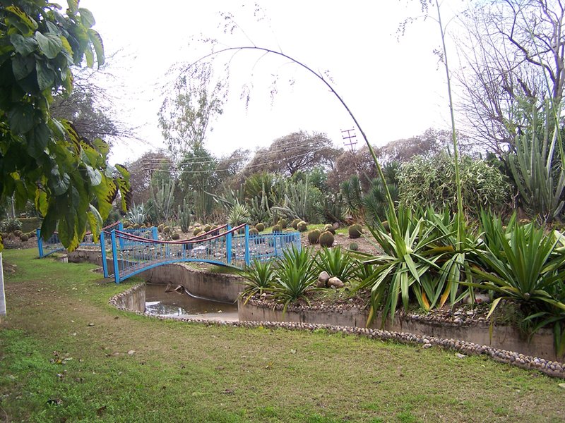 Cactus garden 1