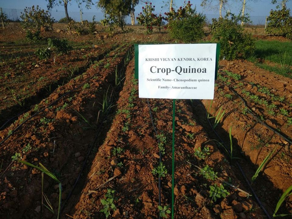 Field