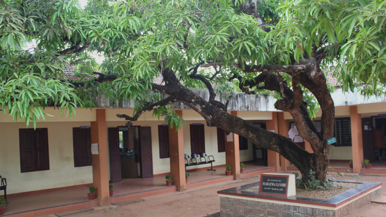 Old Mango Tree Planted by Mahatma Gandhi